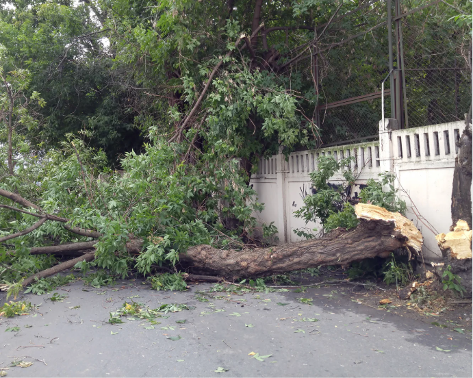 storm tree clean up