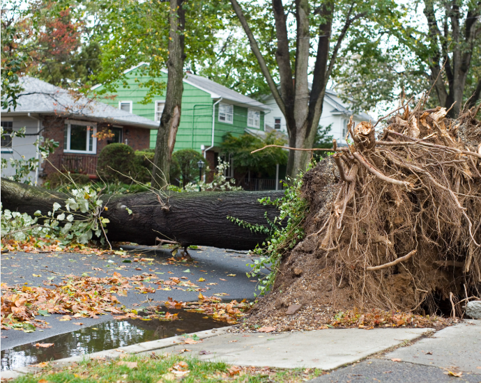 storm tree clean up
