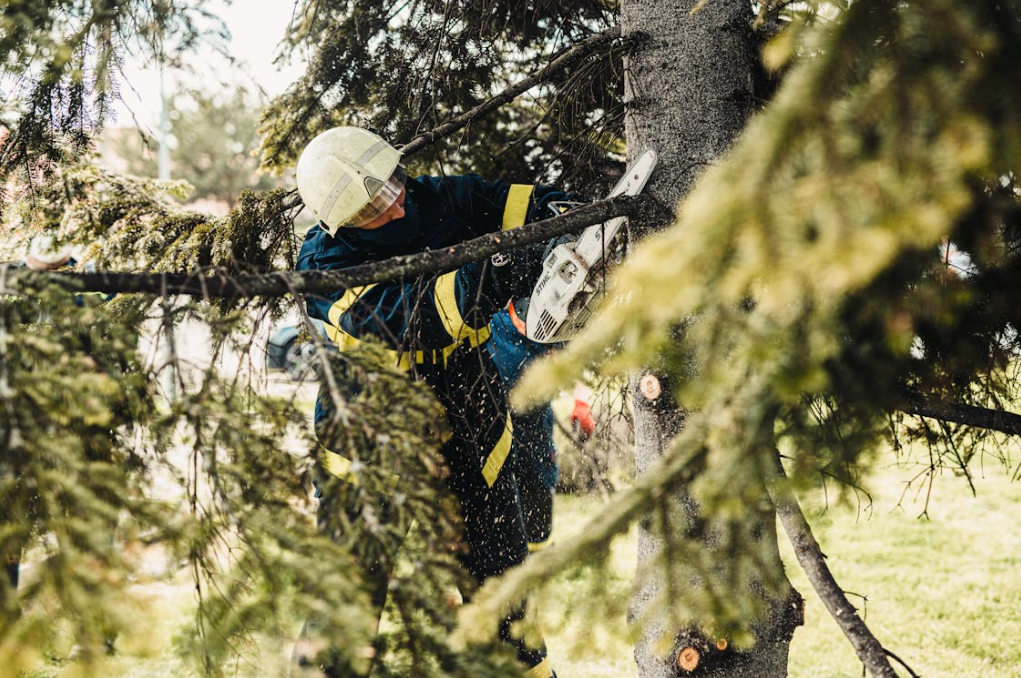 tree trimming