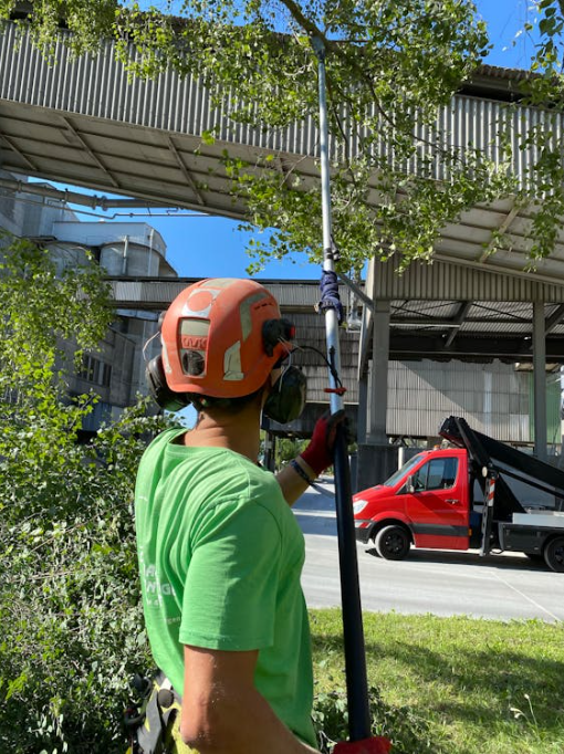 tree trimming