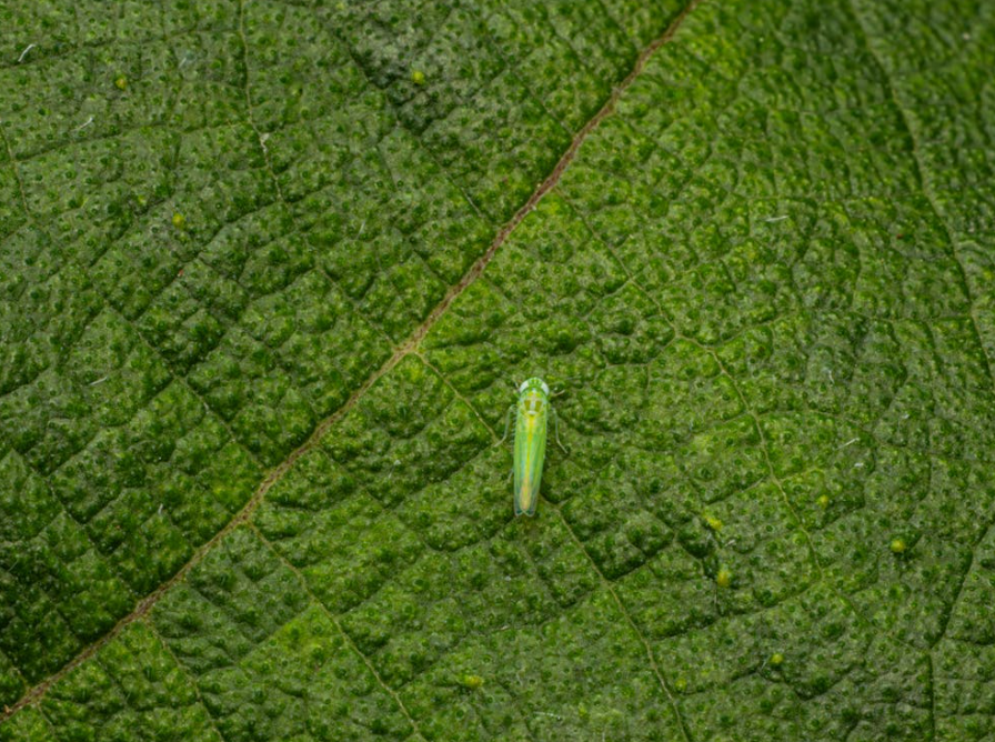 Emerald Ash Borer