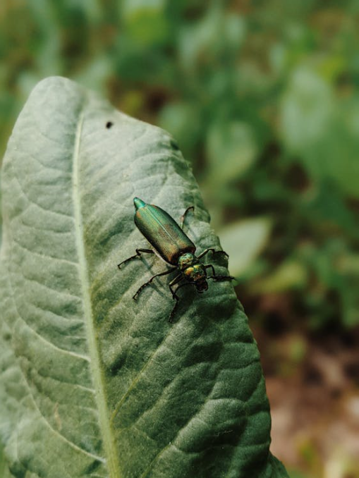Emerald Ash Borer