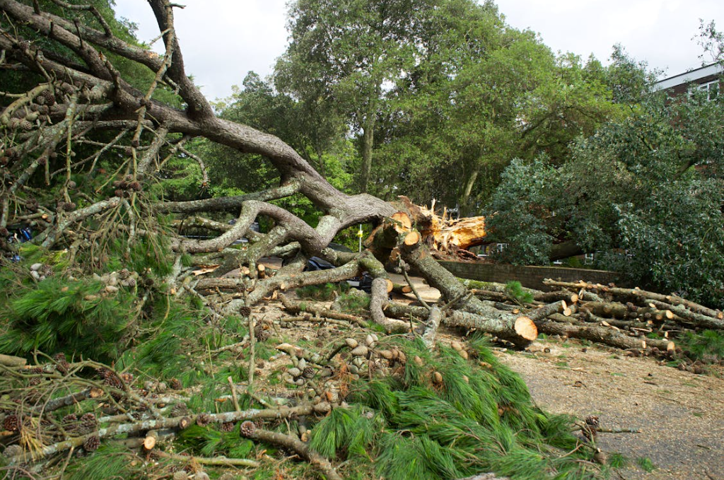 Hazardous Trees