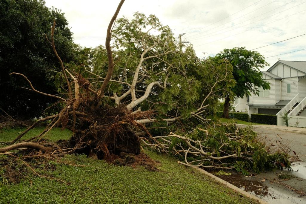 Hazardous Trees