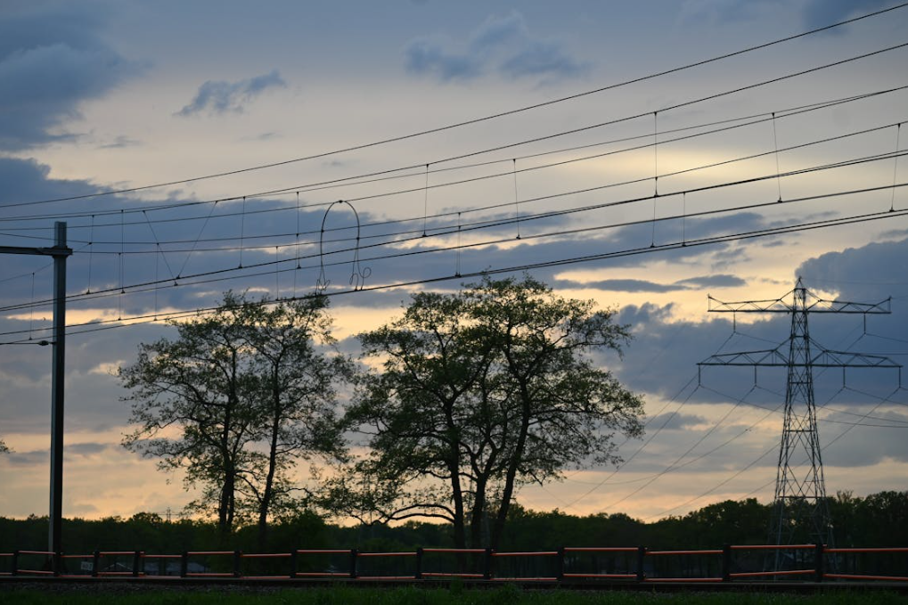 Tree Near Power Lines