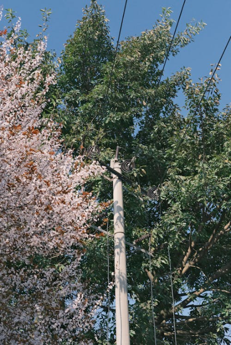Tree Near Power Lines