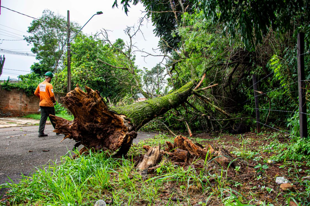 Emergency Tree Service