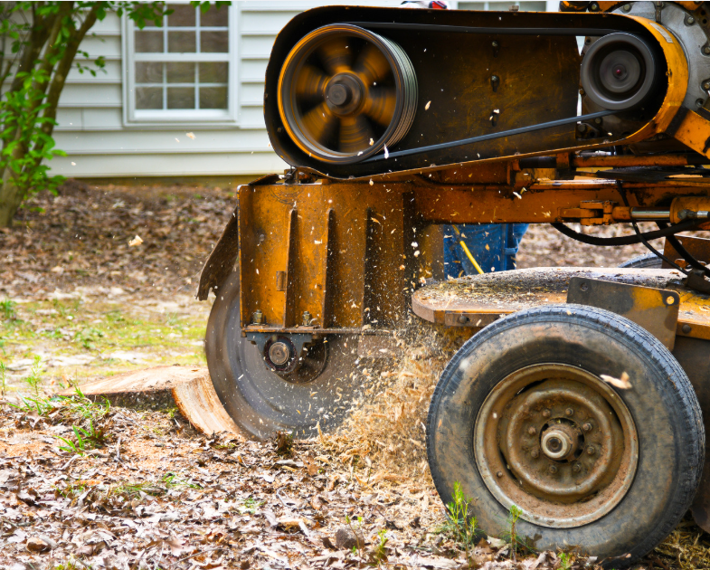 Do You Need Stump Grinding After Tree Removal in Huntsville AL