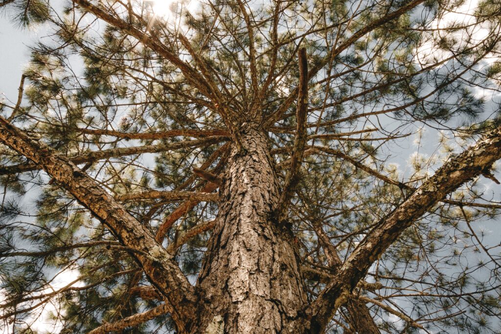 Southern Pine Beetle In Huntsville AL What Homeowners Should Know