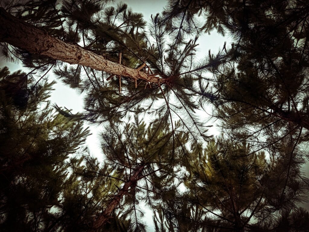 pinetrees